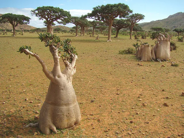 Khám phá Socotra - Hòn đảo được ví như hành tinh khác trên Trái đất - Ảnh 14.