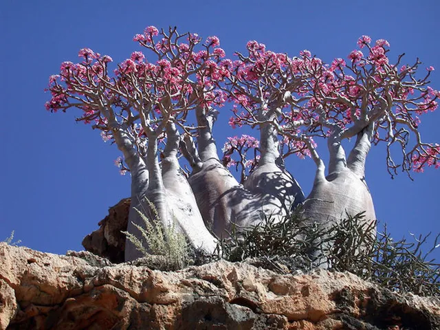 Khám phá Socotra - Hòn đảo được ví như hành tinh khác trên Trái đất - Ảnh 3.