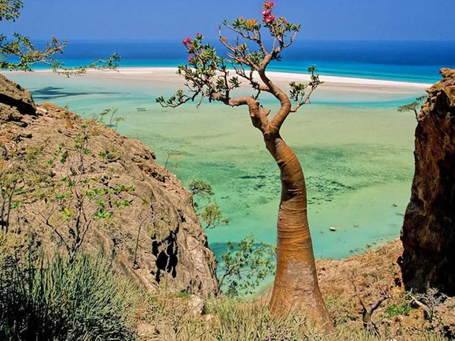 Khám phá Socotra - Hòn đảo được ví như hành tinh khác trên Trái đất - Ảnh 4.