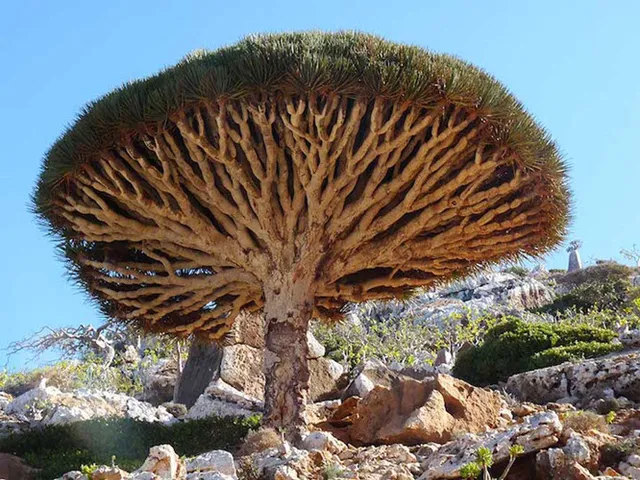 Khám phá Socotra - Hòn đảo được ví như hành tinh khác trên Trái đất - Ảnh 5.