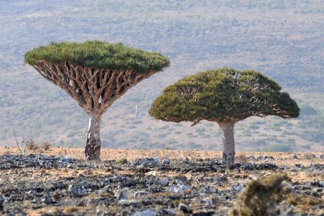 Khám phá Socotra - Hòn đảo được ví như hành tinh khác trên Trái đất - Ảnh 6.