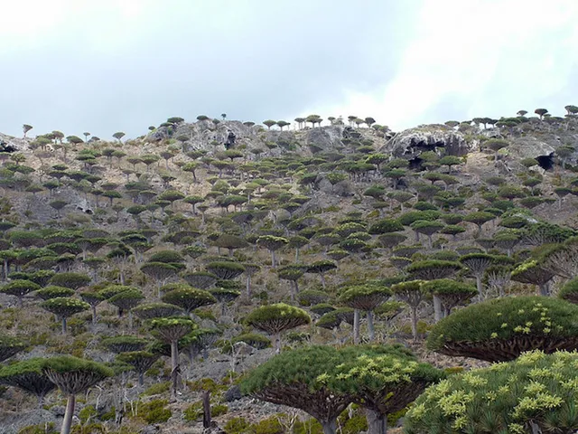 Khám phá Socotra - Hòn đảo được ví như hành tinh khác trên Trái đất - Ảnh 8.
