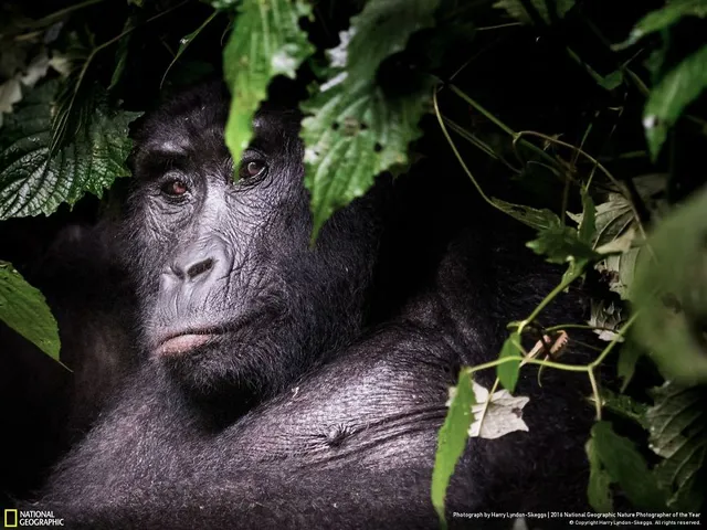 Tròn mắt ảnh thiên nhiên ấn tượng của National Geographic năm 2016 - Ảnh 23.