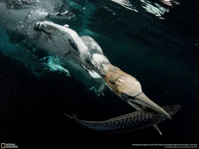 Tròn mắt ảnh thiên nhiên ấn tượng của National Geographic năm 2016 - Ảnh 24.