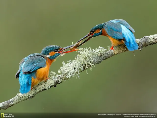 Tròn mắt ảnh thiên nhiên ấn tượng của National Geographic năm 2016 - Ảnh 12.