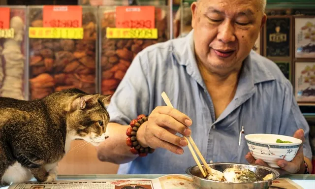 香港（中國）商店裡的貓文化 - 照片 5。