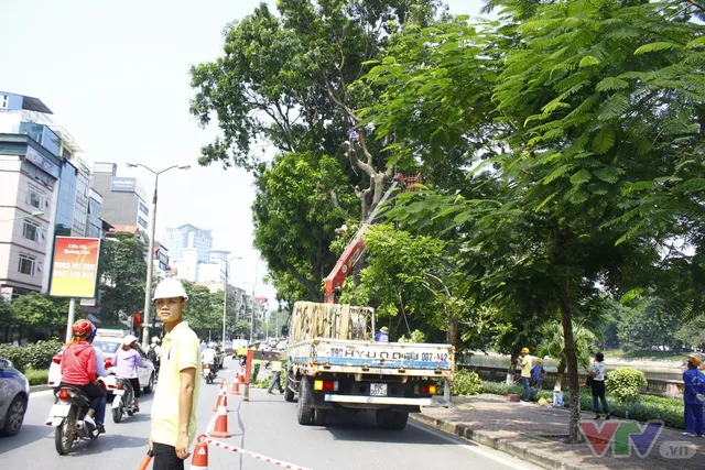 Dịch chuyển hàng cây xanh phố Kim Mã để xây đường sắt Nhổn – ga Hà Nội - Ảnh 8.