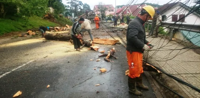 Hai cây thông ngã đổ gây ách tắc giao thông ở Đà Lạt - Ảnh 1.