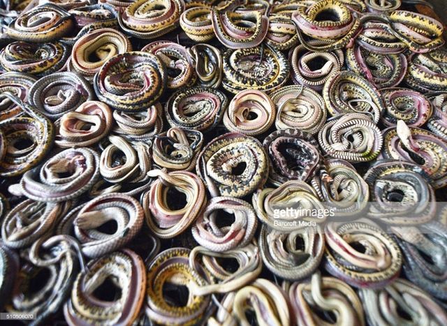 Góc khuất kinh hoàng của ngành công nghiệp thời trang da rắn tại Indonesia - Ảnh 1.
