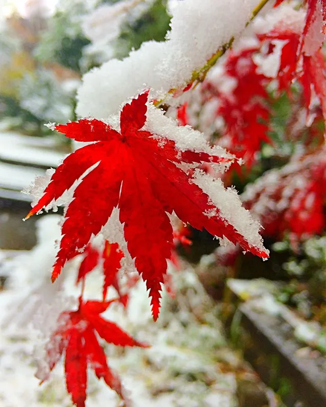 Tokyo đẹp huyền ảo trong những ngày mùa đông sớm - Ảnh 8.