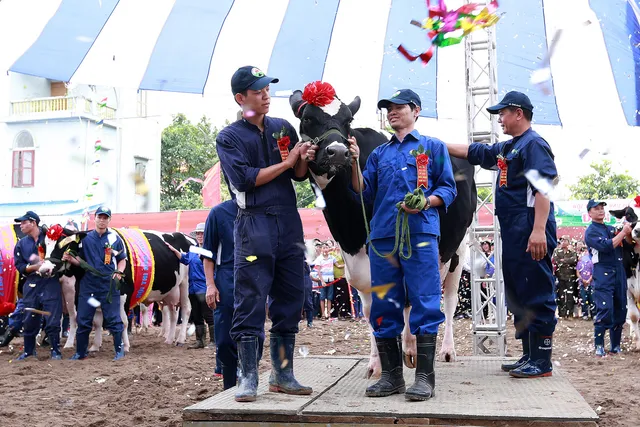 Hoa hậu Bò sữa Mộc Châu 2017: Lễ hội tôn vinh nghề nghiệp độc đáo trên Thảo nguyên xanh - Ảnh 1.