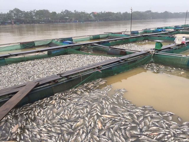 Thừa Thiên Huế: Hàng trăm tấn cá chết trắng, bị lũ cuốn trôi - Ảnh 2.