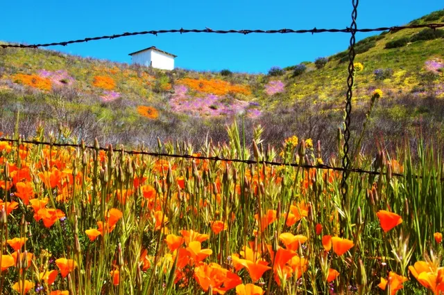 Đẹp như mơ những cánh đồng cỏ hoa ở California, Mỹ - Ảnh 2.