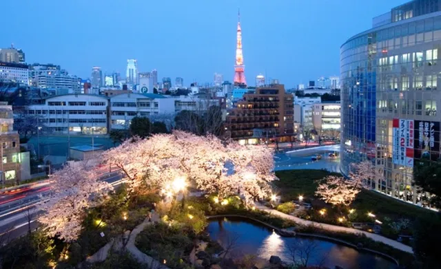 Mùa hoa anh đào Nhật Bản chính thức bắt đầu tại Tokyo - Ảnh 2.