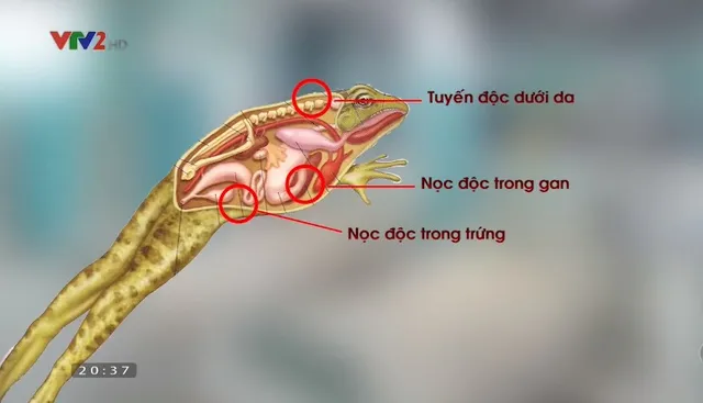 Thịt cóc có chữa được ung thư? - Ảnh 1.