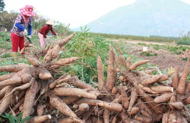 Những loại củ quả nào không nên ăn cả vỏ? - Ảnh 2.