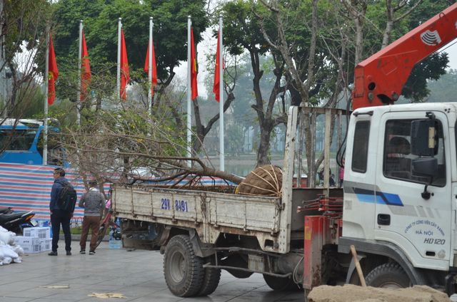 Kết thúc lễ hội, 150 cây hoa anh đào sẽ được trồng ở đâu? - Ảnh 1.