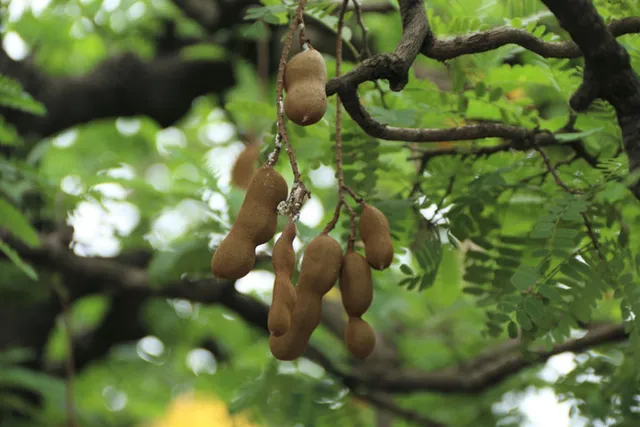 Me chua ngăn ngừa ung thư, kiểm soát huyết áp - Ảnh 5.