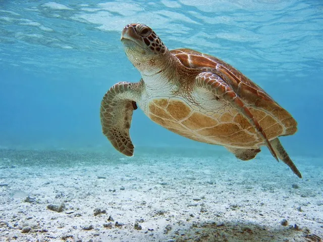 Hóa ra ngay gần Việt Nam cũng có thiên đường hạ giới đẹp không thua kém Maldives - Ảnh 4.