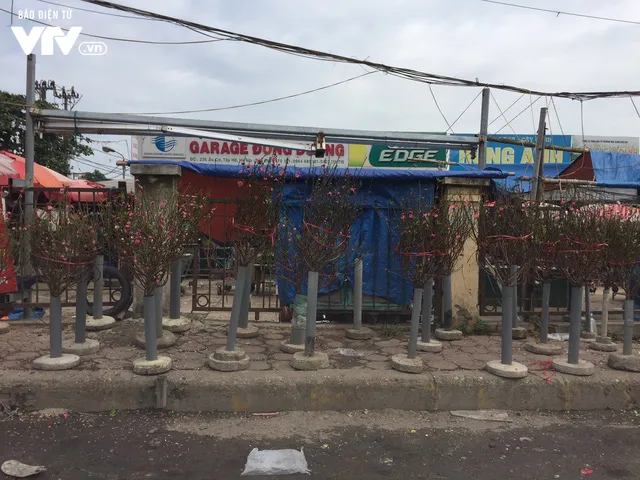 Ngỡ ngàng đào Nhật Tân nở sớm khoe sắc tại chợ hoa Quảng Bá - Ảnh 6. Ngỡ ngàng đào Nhật Tân nở sớm khoe sắc tại chợ hoa Quảng Bá - Ảnh 6.