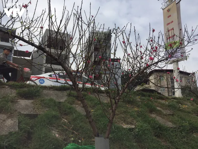 Ngỡ ngàng đào Nhật Tân nở sớm khoe sắc tại chợ hoa Quảng Bá - Ảnh 5. Ngỡ ngàng đào Nhật Tân nở sớm khoe sắc tại chợ hoa Quảng Bá - Ảnh 5.