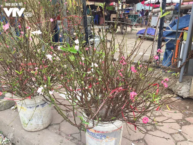 Ngỡ ngàng đào Nhật Tân nở sớm khoe sắc tại chợ hoa Quảng Bá - Ảnh 1. Ngỡ ngàng đào Nhật Tân nở sớm khoe sắc tại chợ hoa Quảng Bá - Ảnh 1.