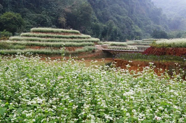 “Lạc trôi” giữa vườn tam giác mạch khoe sắc ở di sản Tràng An - Ảnh 2.