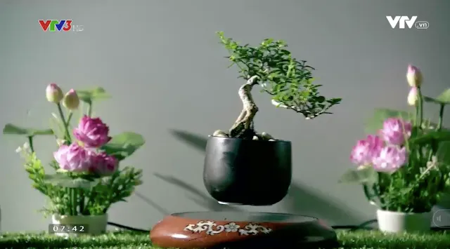 Độc, lạ thú chơi bonsai bay - Ảnh 1.