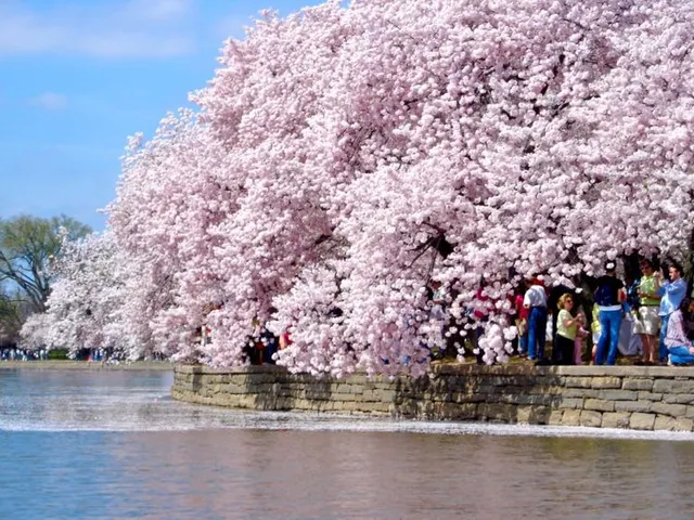 Mùa hoa anh đào nở rộ ở Washington, Mỹ - Ảnh 5.