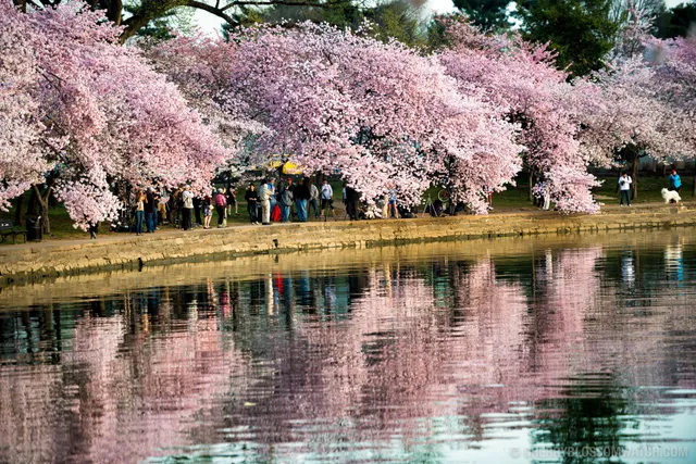 Mùa hoa anh đào nở rộ ở Washington, Mỹ - Ảnh 4.