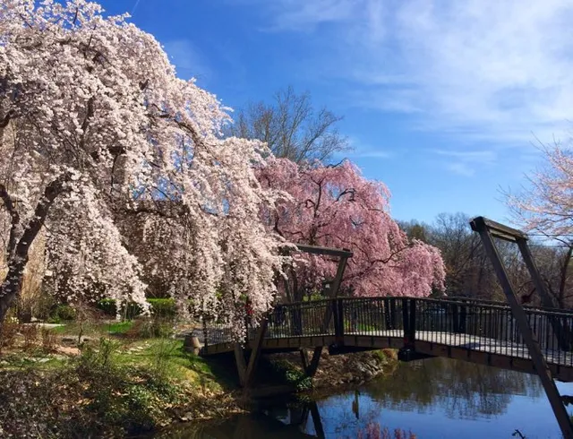 Mùa hoa anh đào nở rộ ở Washington, Mỹ - Ảnh 6.