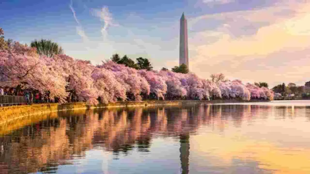 Mùa hoa anh đào nở rộ ở Washington, Mỹ - Ảnh 2.