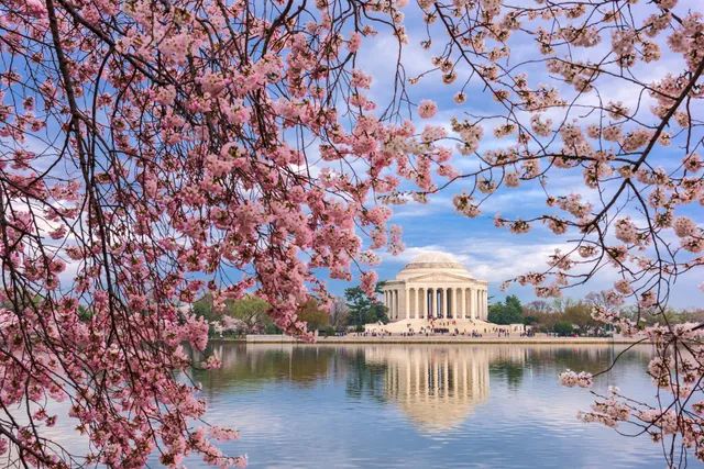 Mùa hoa anh đào nở rộ ở Washington, Mỹ - Ảnh 7.
