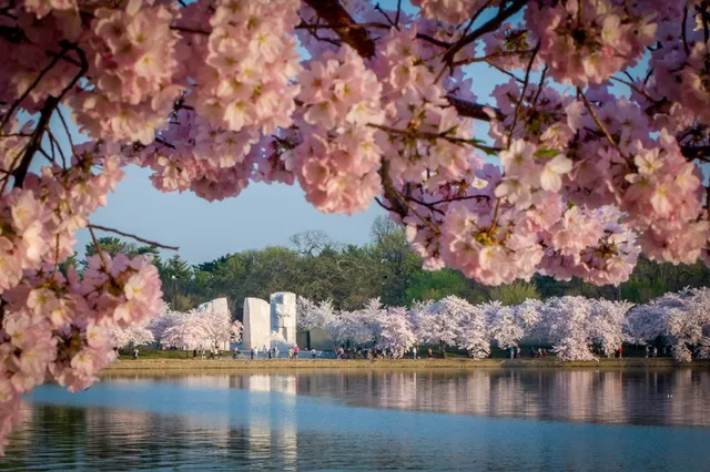 Mùa hoa anh đào nở rộ ở Washington, Mỹ - Ảnh 1.