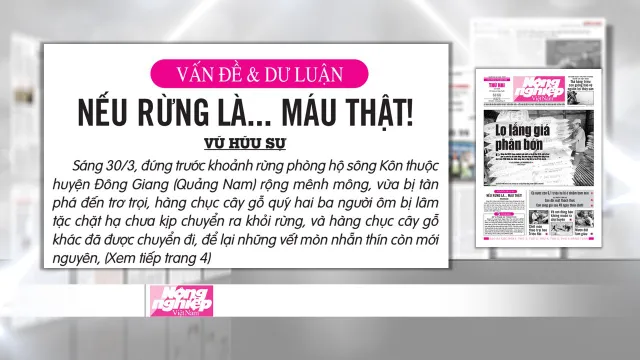 Rừng quý ở Quảng Nam lại bị tàn phá: Trách nhiệm của cơ quan chức năng ở đâu? - Ảnh 5.