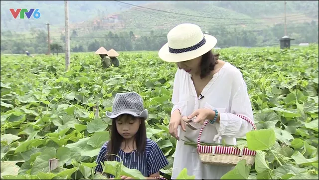 Đi tìm bí mật sau thương hiệu su su Tam Đảo ngậm sương đêm - Ảnh 3.