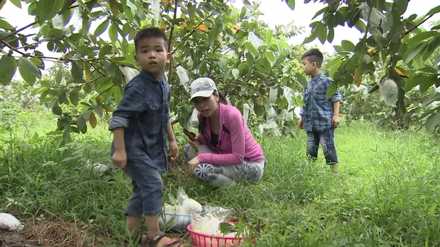 Cách nhận biết ổi sạch chỉ có trong “Chuyến đi màu xanh” - Ảnh 2.