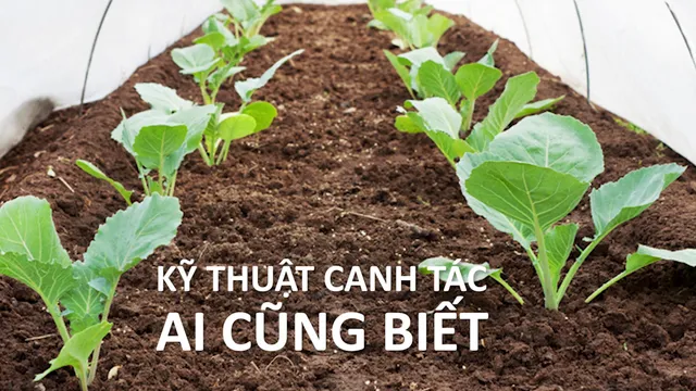 Trồng cây chỉ với nước? Có thực sự như vậy? - Ảnh 2.