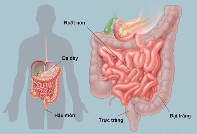 Chất xơ ảnh hưởng cơ thể chúng ta thế nào? - Ảnh 4.