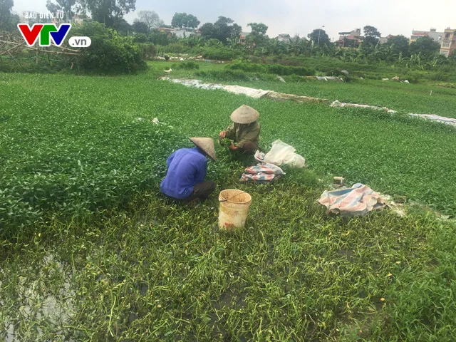 Phun thuốc trừ sâu: người trồng rau loay hoay, người tiêu dùng vẫn có nguy cơ bị đầu độc - Ảnh 1.