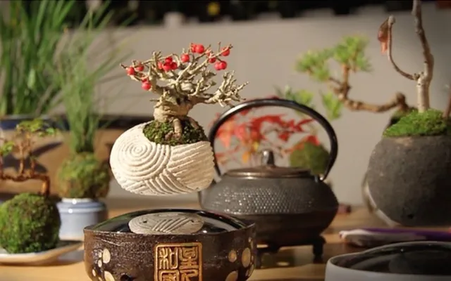 Thú chơi bonsai cổ thụ - Ảnh 1.