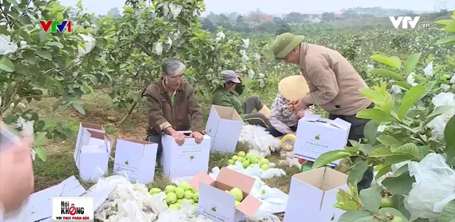 Mục sở thị quy trình trồng ổi an toàn tại Nghệ An - Ảnh 1.