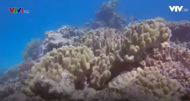 Rạn san hô Great barrier (Australia) đang “kêu cứu” - Ảnh 2.