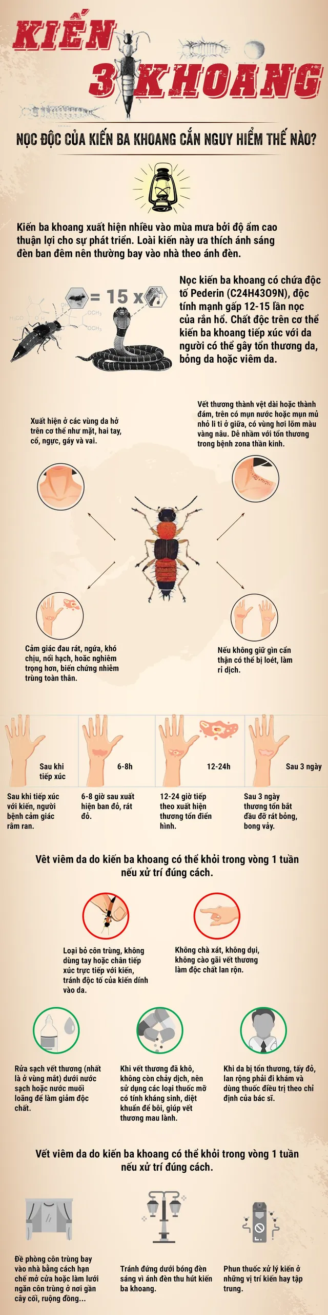 [Infographic] Nọc độc của kiến ba khoang nguy hiểm thế nào? - Ảnh 1.