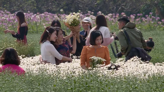 Chủ vườn cúc họa mi “hốt” bạc triệu mỗi ngày - Ảnh 1.