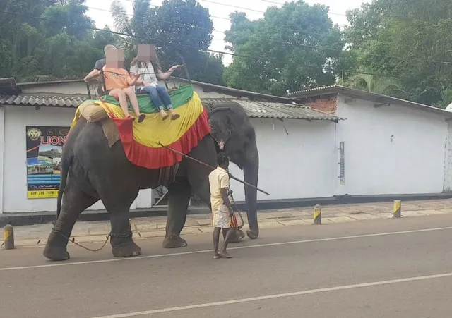 Voi Sri Lanka chết vì chở khách du lịch đến kiệt sức - Ảnh 3. Voi Sri Lanka chết vì chở khách du lịch đến kiệt sức - Ảnh 3.