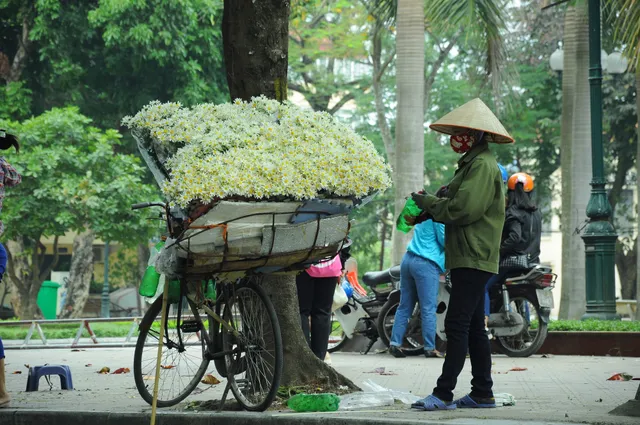 Cúc họa mi rợp đường Hà Nội, làm say đắm lòng người - Ảnh 9.