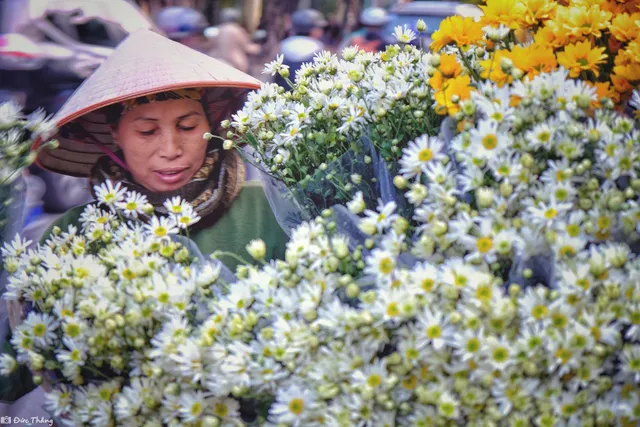 Cúc họa mi được mùa - Ảnh 2.