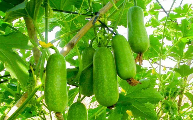 10 siêu thực phẩm giữ ấm cơ thể trong mùa Đông - Ảnh 3. 10 siêu thực phẩm giữ ấm cơ thể trong mùa Đông - Ảnh 3.
