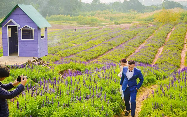 Sau cúc họa mi, giới trẻ lại “sống ảo” với cánh đồng hoa tím mộng mơ - Ảnh 10.